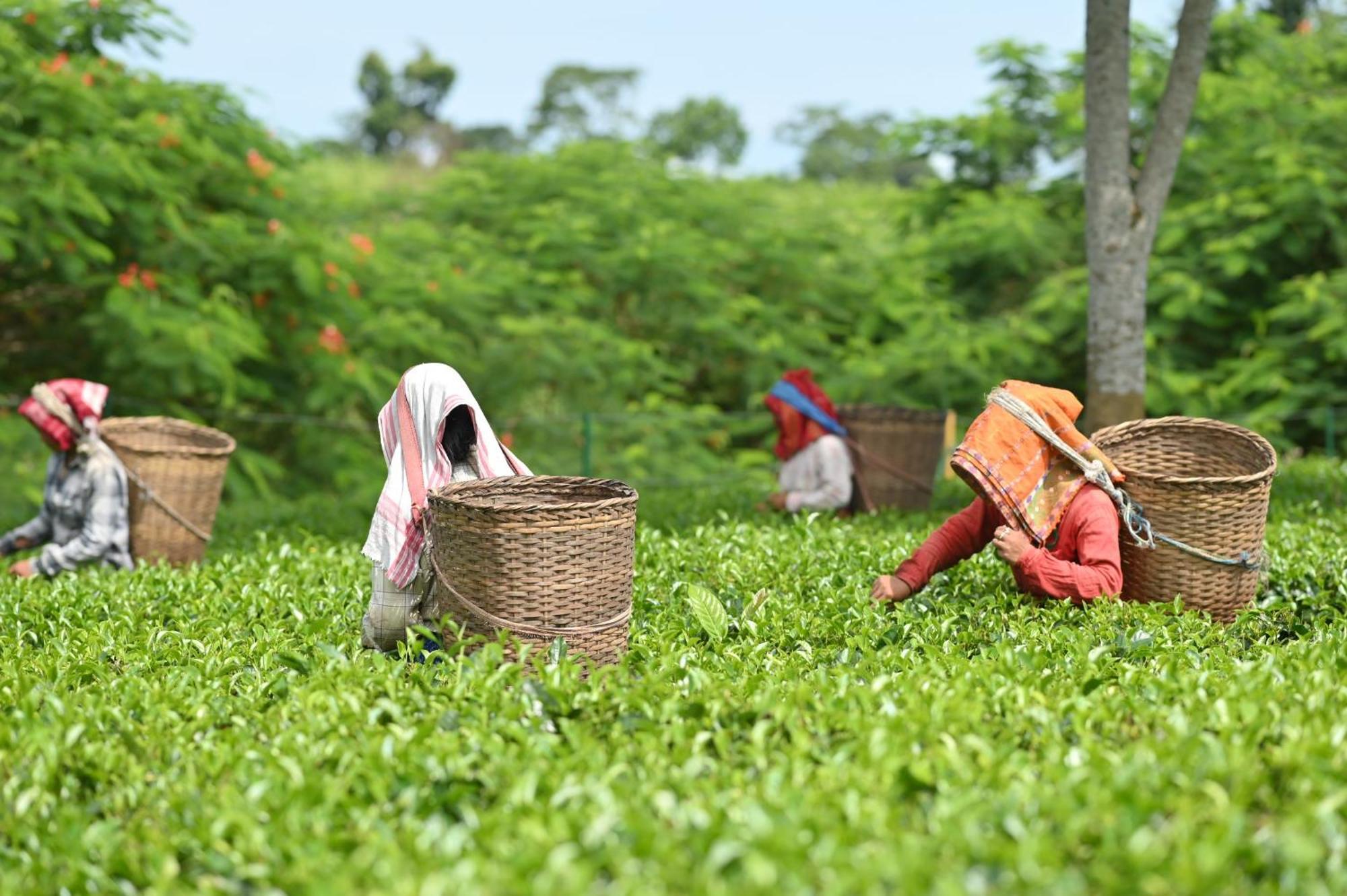 Vaani Greens Wildlife Resort, Kaziranga Kuthari エクステリア 写真